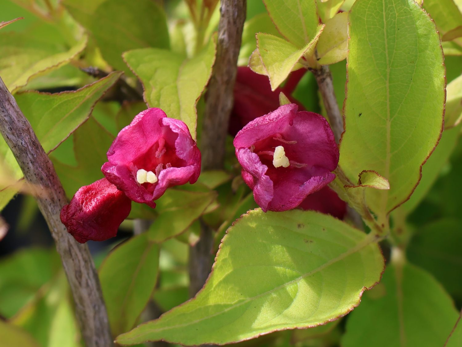 Weigelie PROVEN WINNERS ® 'My Monet Sunset' ® - Weigela florida PROVEN WINNERS ® 'My Monet Sunset' ®