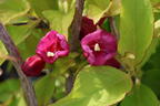 Weigelie PROVEN WINNERS ® 'My Monet Sunset' ® - Weigela florida PROVEN WINNERS ® 'My Monet Sunset' ®
