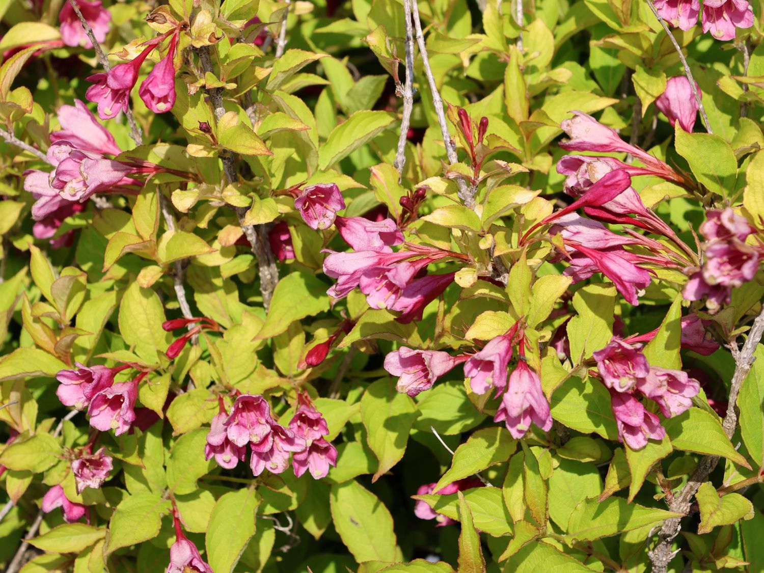 Weigelie PROVEN WINNERS ® 'My Monet Sunset' ® - Weigela florida PROVEN WINNERS ® 'My Monet Sunset' ®