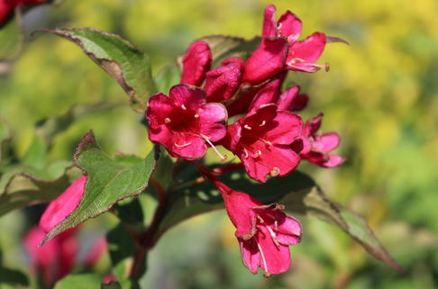 Weigelie 'Red Prince' - Weigela 'Red Prince'