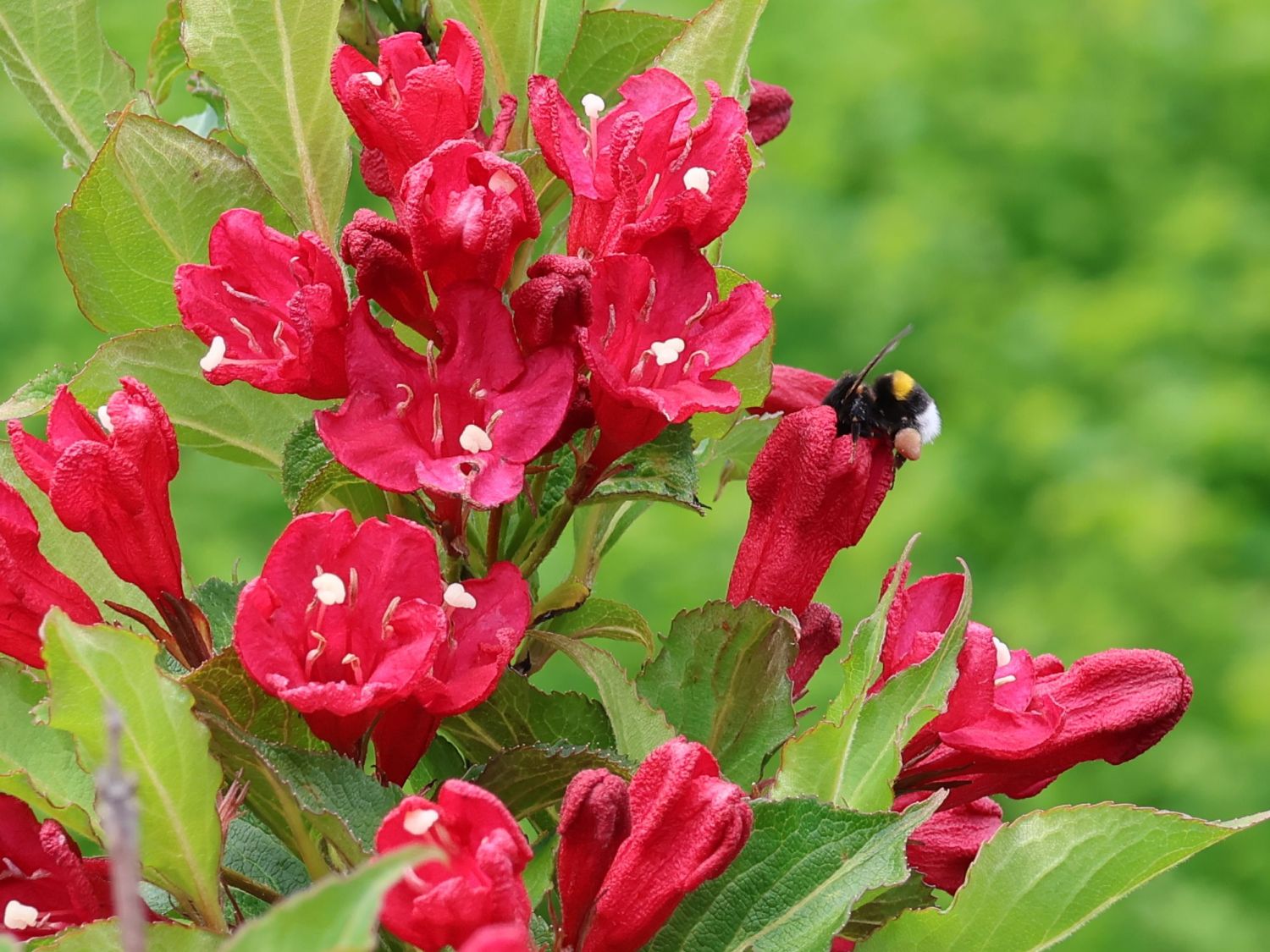 Weigelie 'Red Prince' Weigela 'Red Prince' Baumschule Horstmann