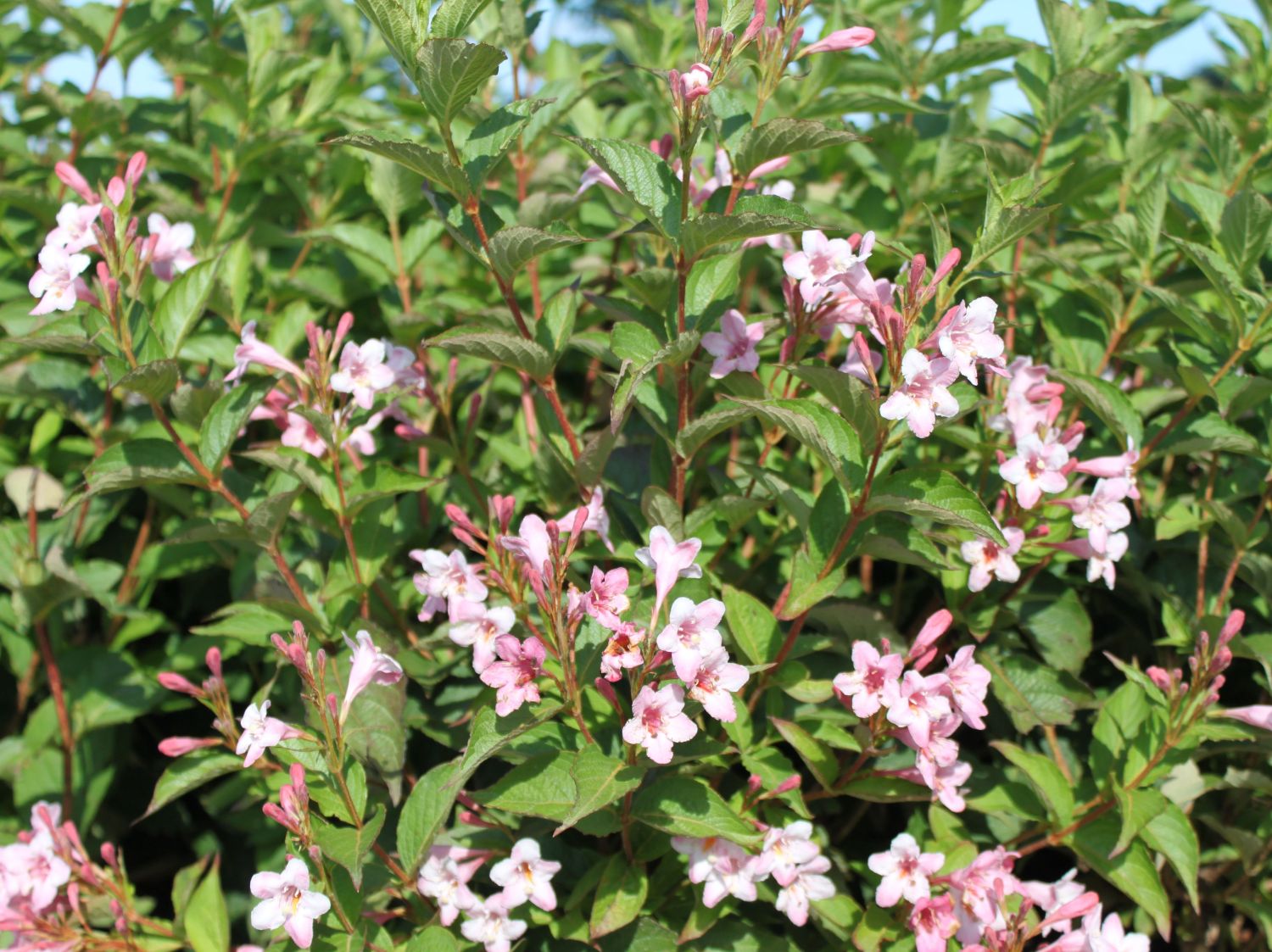 Weigelien (Weigela)