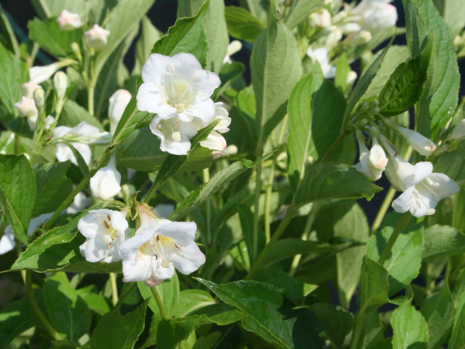 Weigelie 'Snowflake' Weigela 'Snowflake' Baumschule Horstmann