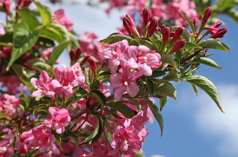 Weigelie 'Styriaca' - Weigela 'Styriaca'