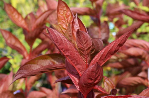 Weigelie 'Wings of Fire' - Weigela florida 'Wings of Fire'