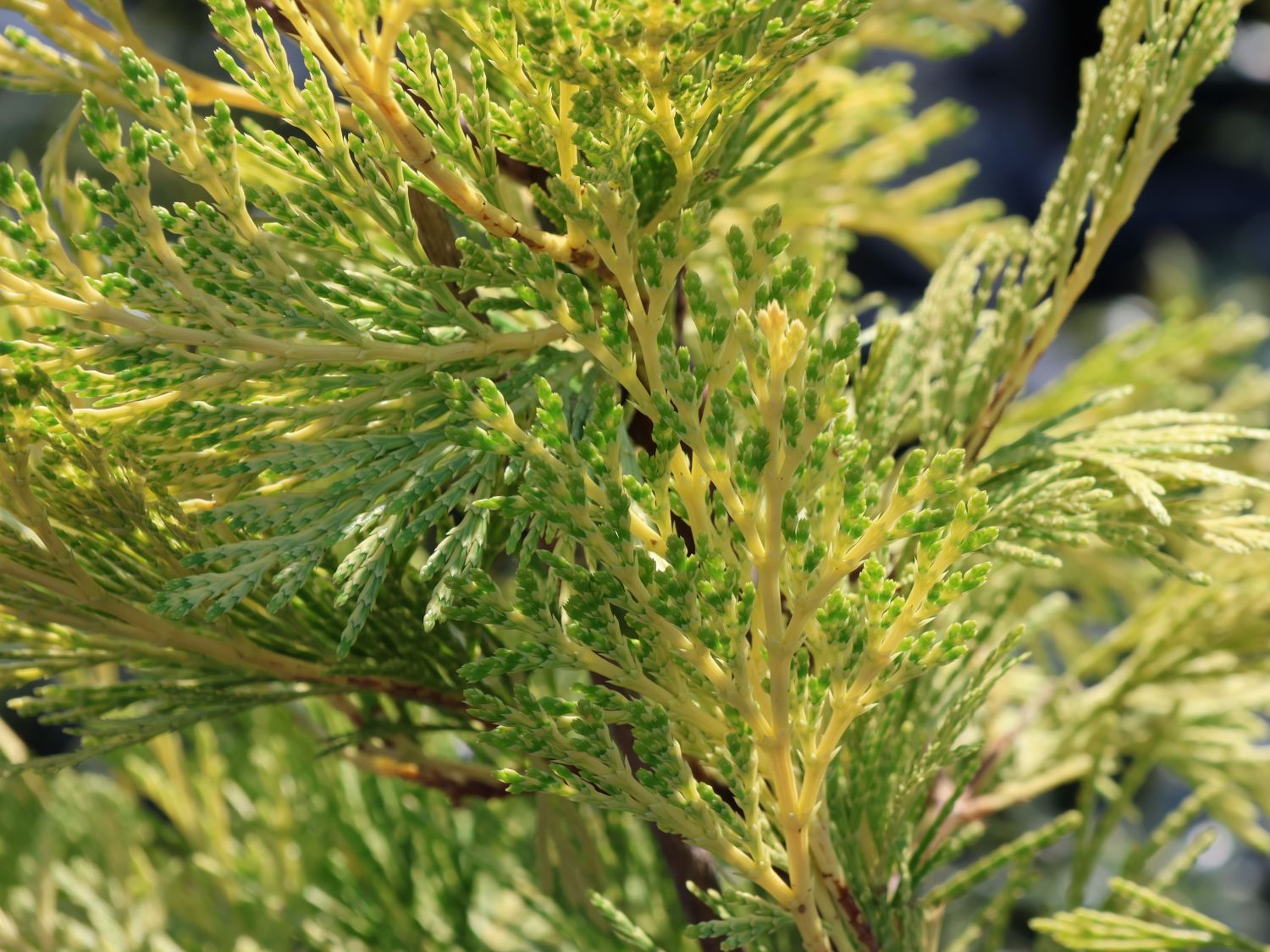 Weihrauchzeder 'Berrima Gold' - Calocedrus decurrens 'Berrima Gold'