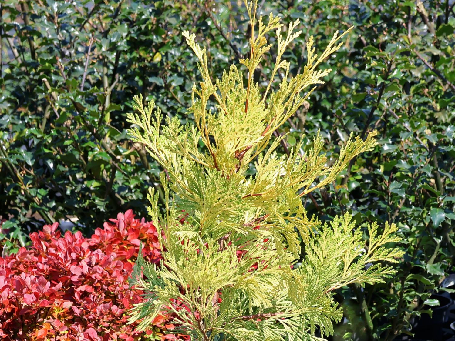 Weihrauchzeder 'Berrima Gold' - Calocedrus decurrens 'Berrima Gold'