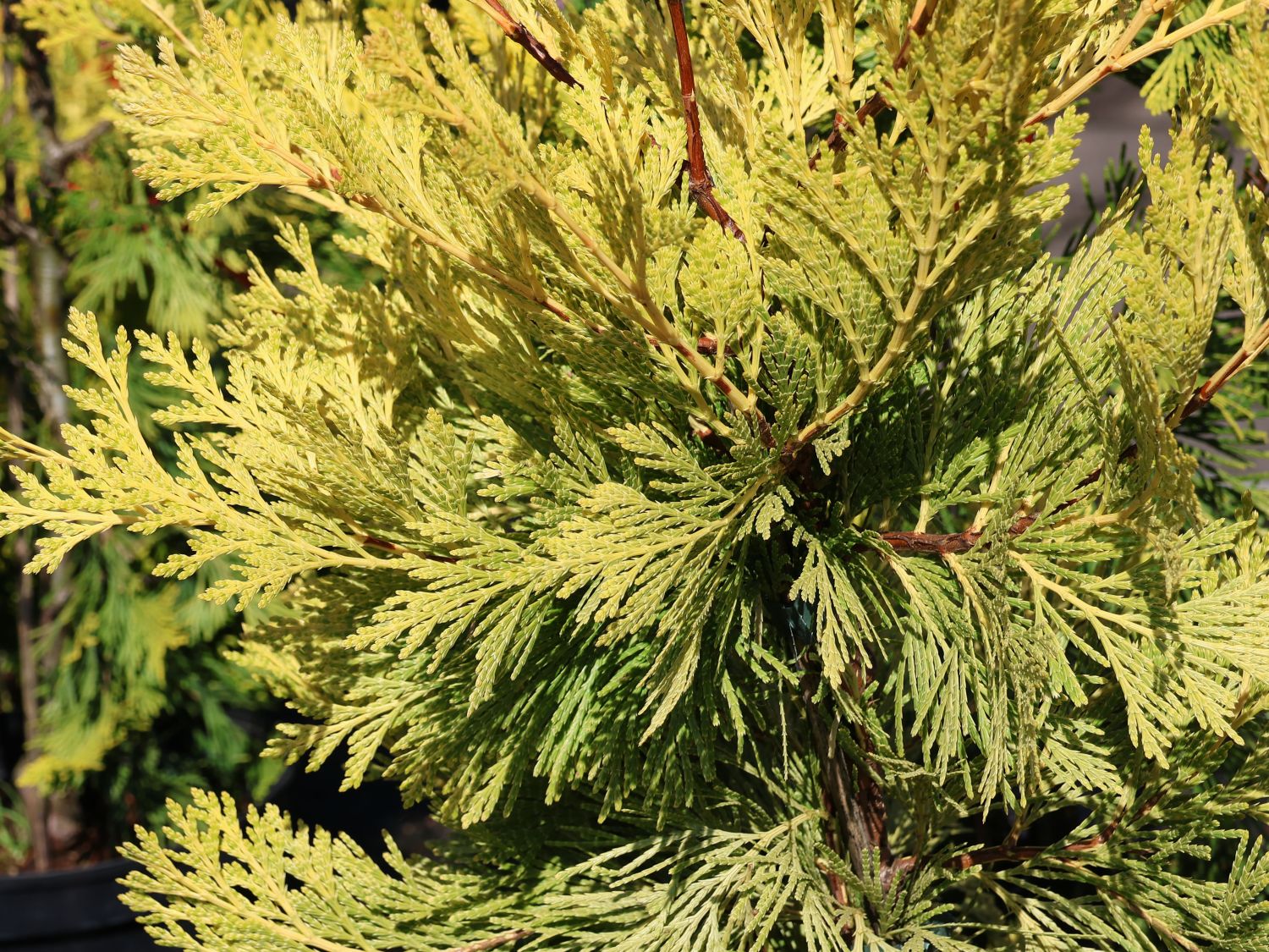 Weihrauchzeder 'Berrima Gold' - Calocedrus decurrens 'Berrima Gold'