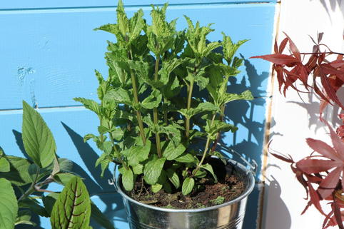 Weinminze 'Nepetoides' - Mentha species 'Nepetoides'