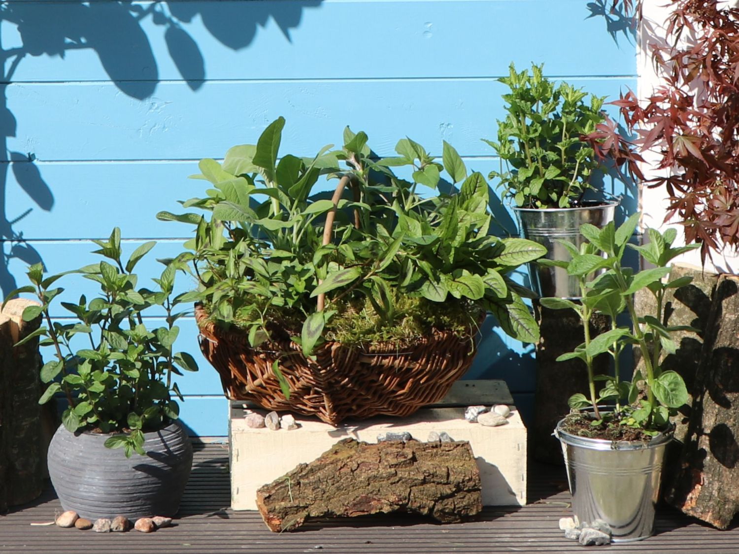 Weinminze 'Nepetoides' - Mentha species 'Nepetoides'