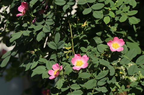 Weinrose / Schottische Zaunrose - Rosa rubiginosa