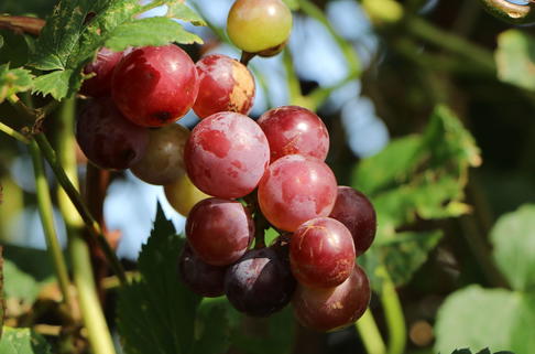 Weintraube 'Bellarosso' - Vitis 'Bellarosso'