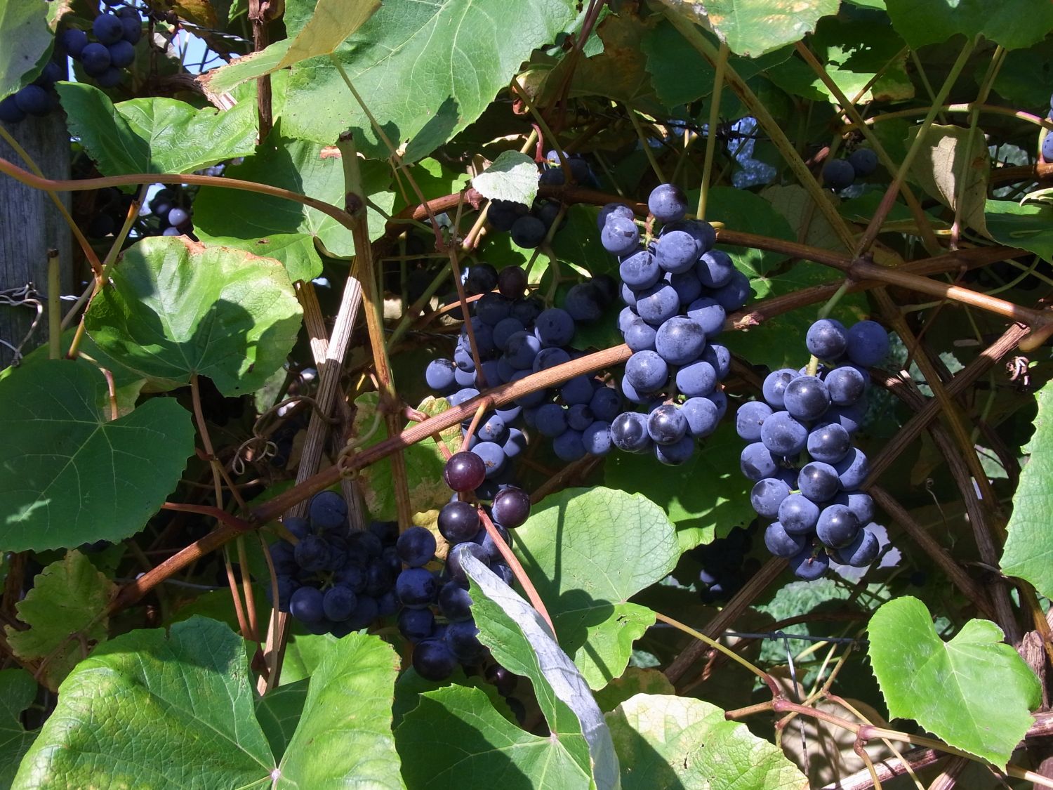 Weinrebengewächse (Vitaceae)