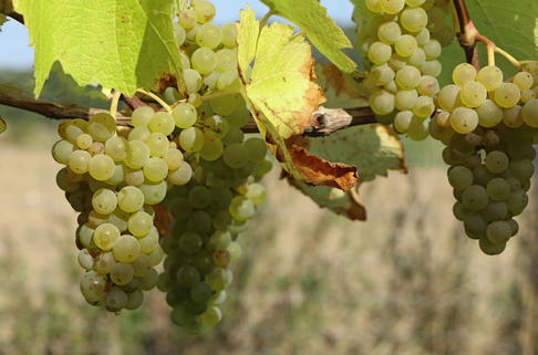 Weintraube 'Bianca' - Vitis 'Bianca'