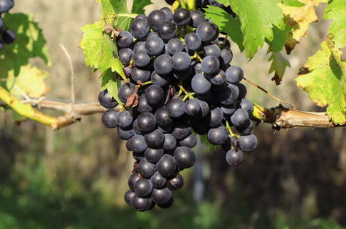 Weintraube 'Centuri' - Vitis 'Centuri'