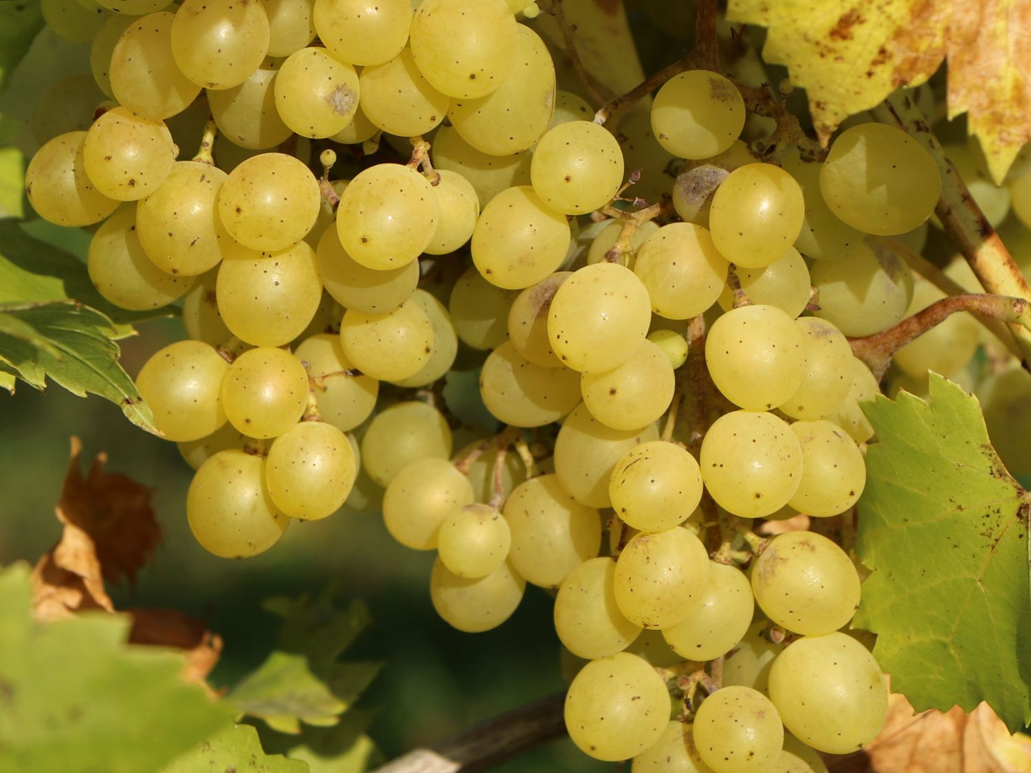 Weintraube 'Chardonnay'