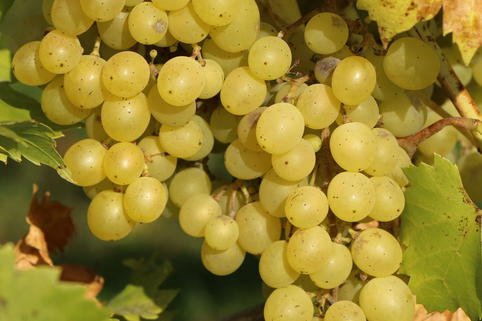 Weintraube 'Chardonnay' - Vitis vinifera 'Chardonnay'