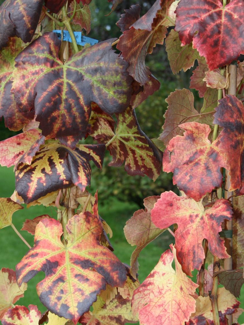 Weintraube 'Dornfelder' ® - Vitis vinifera 'Dornfelder' ®