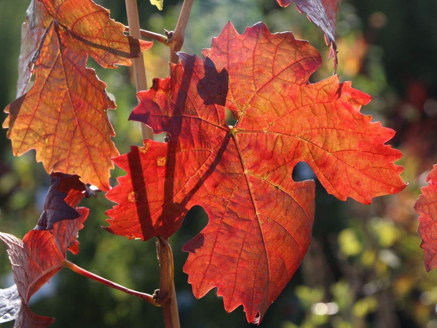 Weintraube 'Dornfelder' ® - Vitis vinifera 'Dornfelder' ®