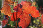 Weintraube 'Dornfelder' ® - Vitis vinifera 'Dornfelder' ®
