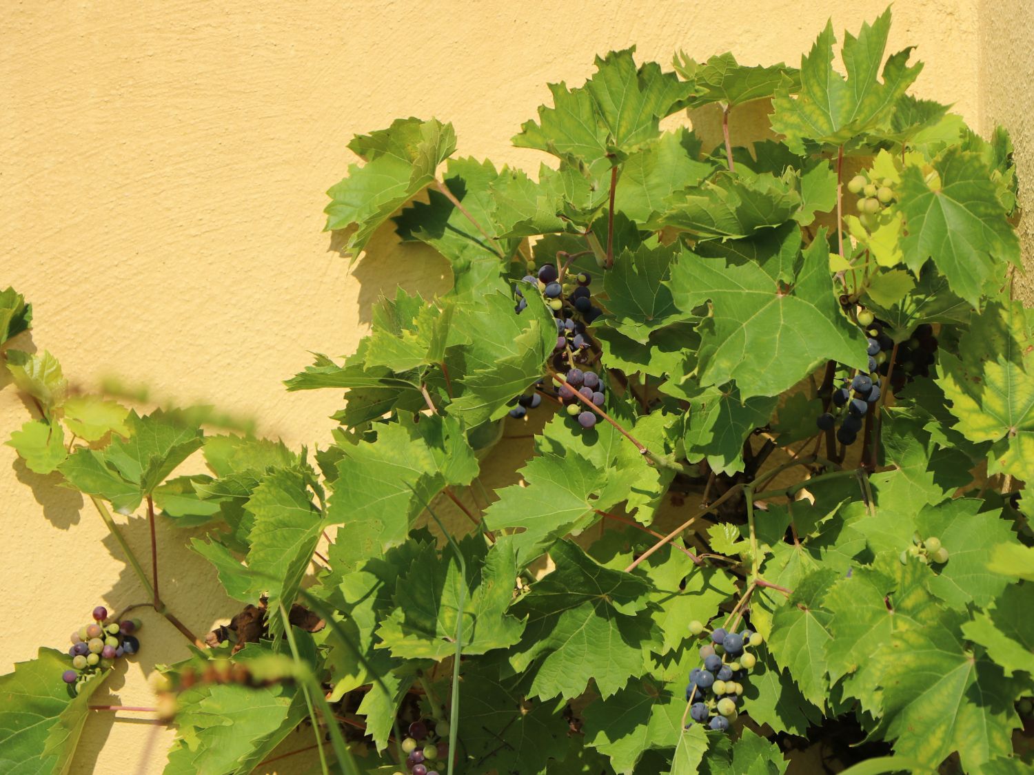 Weintraube 'Dornfelder' ® - Vitis vinifera 'Dornfelder' ®