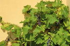 Weintraube 'Dornfelder' ® - Vitis vinifera 'Dornfelder' ®