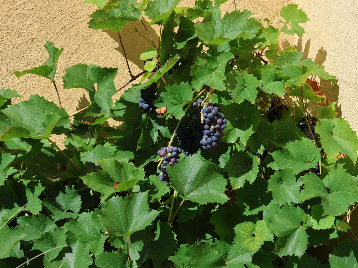 Weintraube 'Dornfelder' ® - Vitis vinifera 'Dornfelder' ®