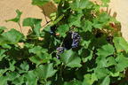 Weintraube 'Dornfelder' ® - Vitis vinifera 'Dornfelder' ®