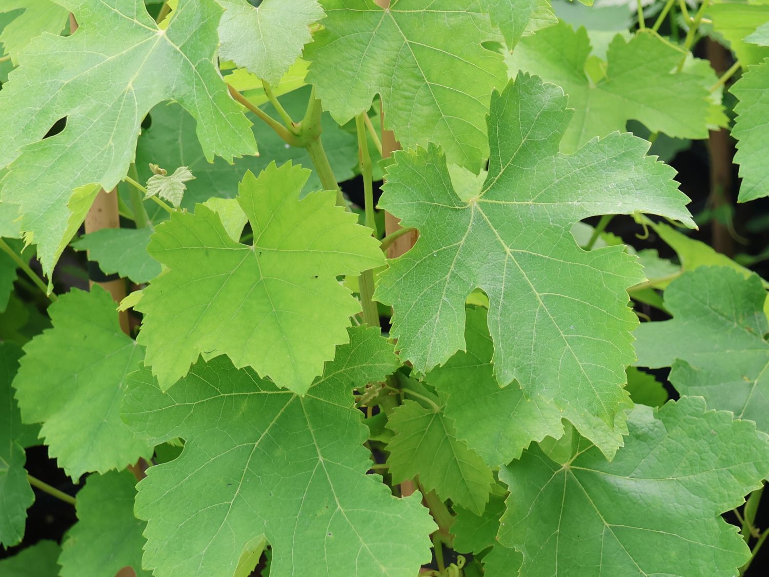 Weintraube 'Dornfelder' ® - Vitis vinifera 'Dornfelder' ®