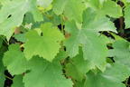 Weintraube 'Dornfelder' ® - Vitis vinifera 'Dornfelder' ®