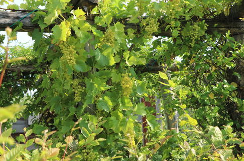 Weintraube 'Himrod' - Vitis vinifera 'Himrod'