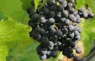 Weintraube 'Königliche Esther'