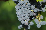 Weintraube 'Merlot'