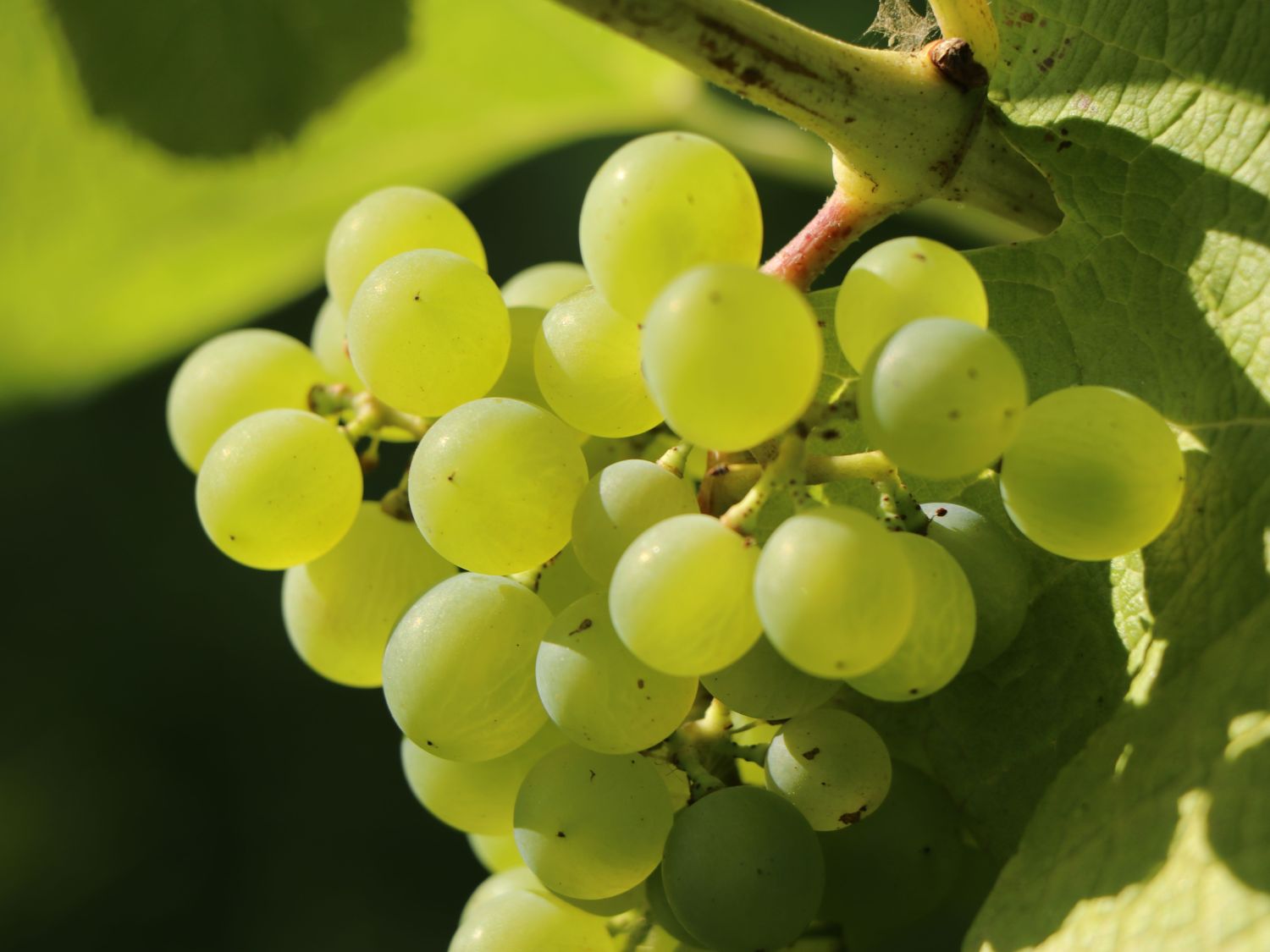 Weintraube 'Gelber Muskateller'