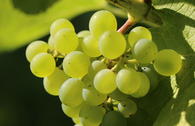 Weintraube 'Gelber Muskateller'