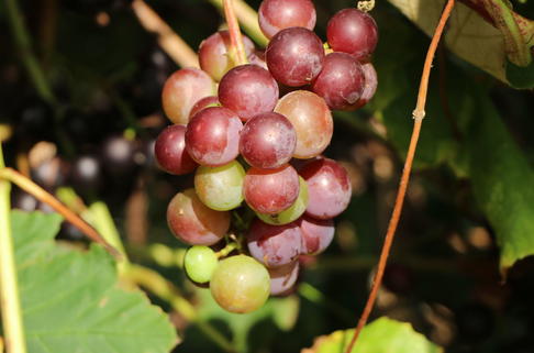 Weintraube 'Paradiso' - Vitis vinifera 'Paradiso'