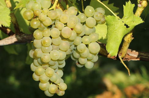 Weintraube 'Perle von Zala' - Vitis 'Perle von Zala'