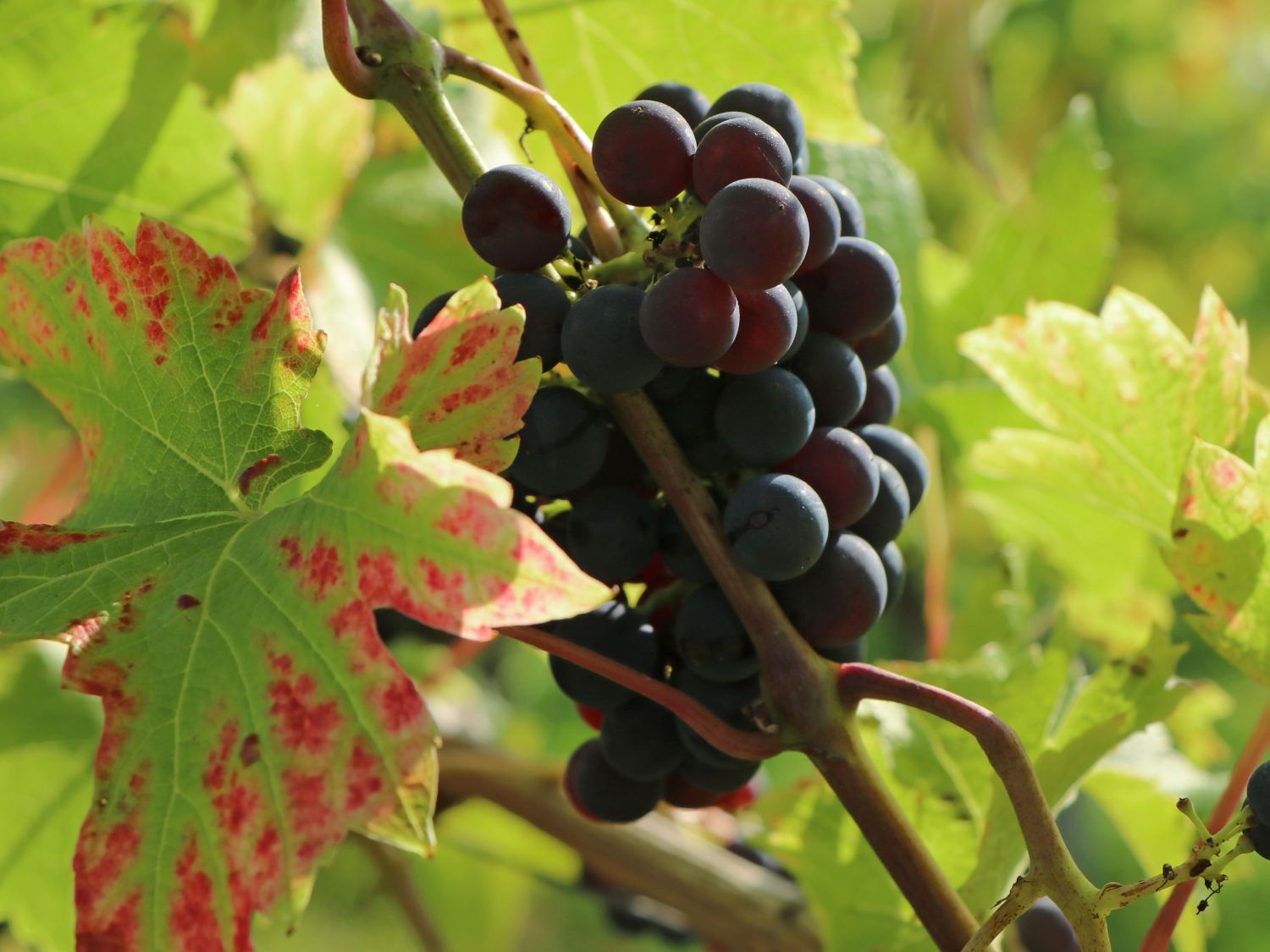 Weintraube / Pflaumentraube 'Kyoho' - Vitis vinifera 'Kyoho'