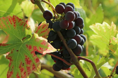 Weintraube / Pflaumentraube 'Kyoho' - Vitis vinifera 'Kyoho'