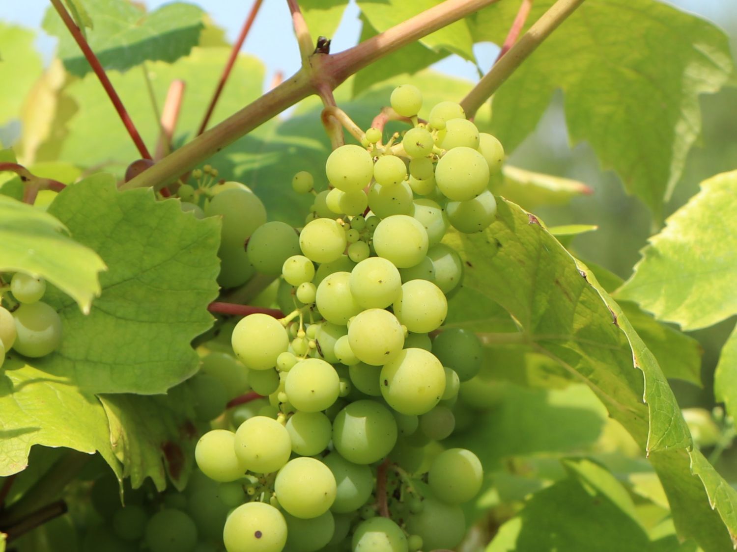 Weintraube 'Polo Muskat'