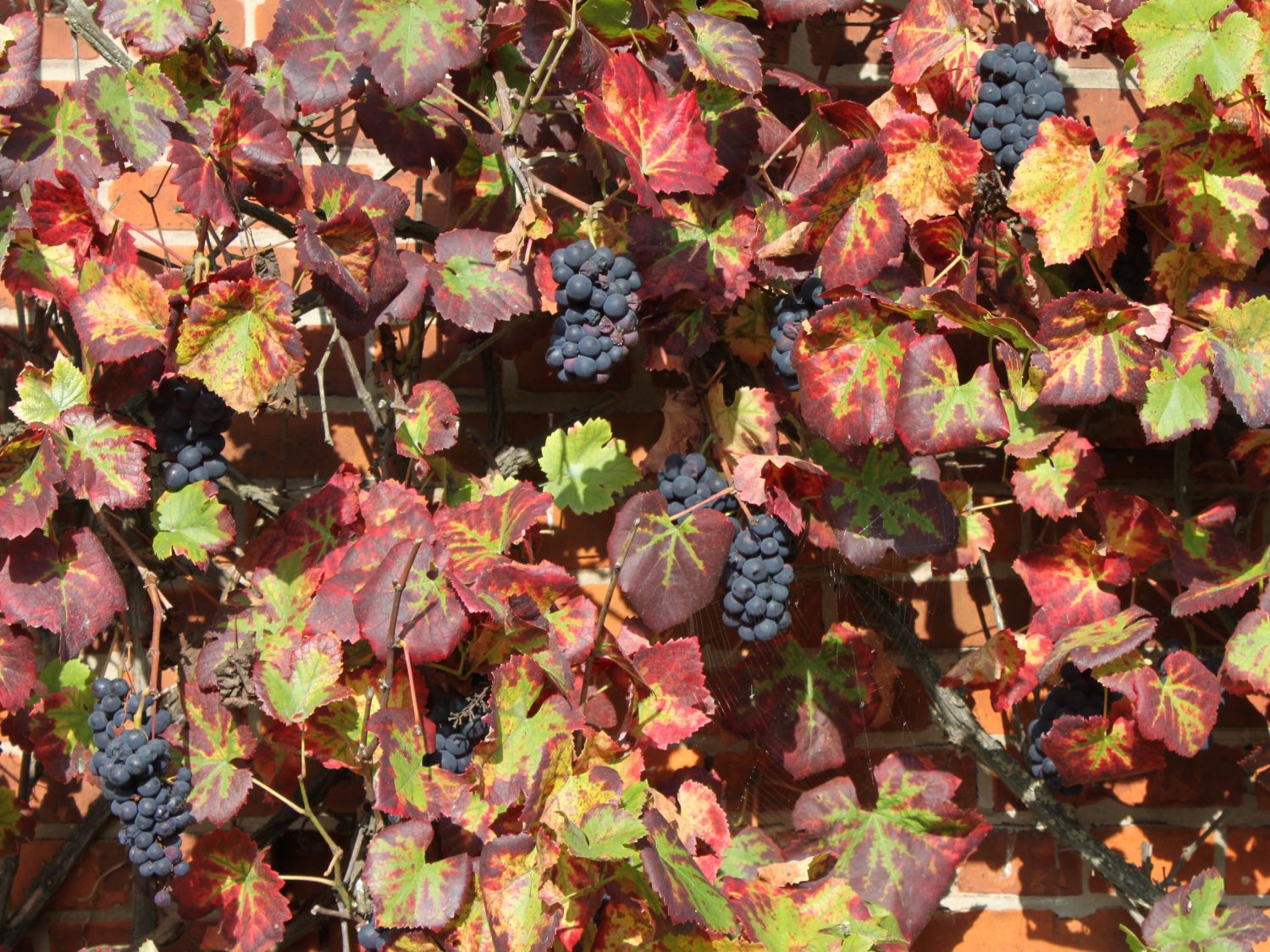 Weintraube 'Regent' - Vitis 'Regent'