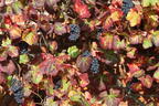 Weintraube 'Regent' - Vitis 'Regent'