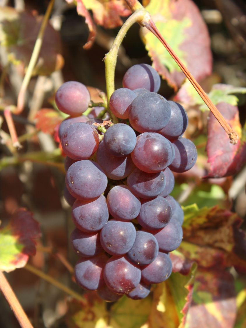 Weintraube 'Regent' - Vitis 'Regent'