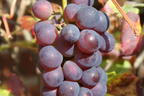 Weintraube 'Regent' - Vitis 'Regent'