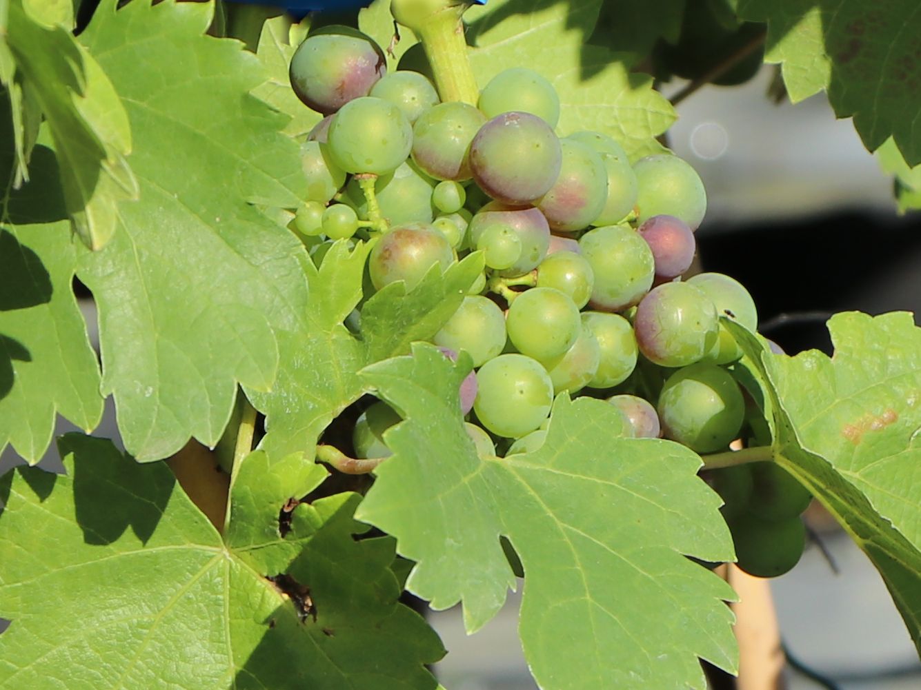 Weintraube 'Regent' - Vitis 'Regent'