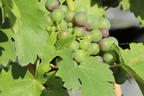 Weintraube 'Regent' - Vitis 'Regent'