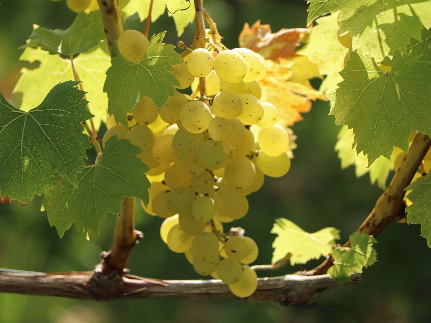 Weintraube 'Sauvignon Blanc'