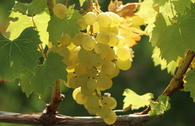 Weintraube 'Sauvignon Blanc'