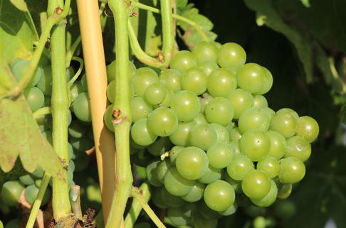 Weintraube 'Seyval Blanc' - Vitis 'Seyval Blanc'
