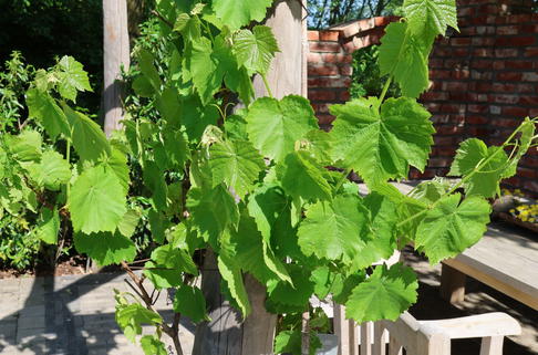 Weintraube 'Suffolk Red' - Vitis 'Suffolk Red'